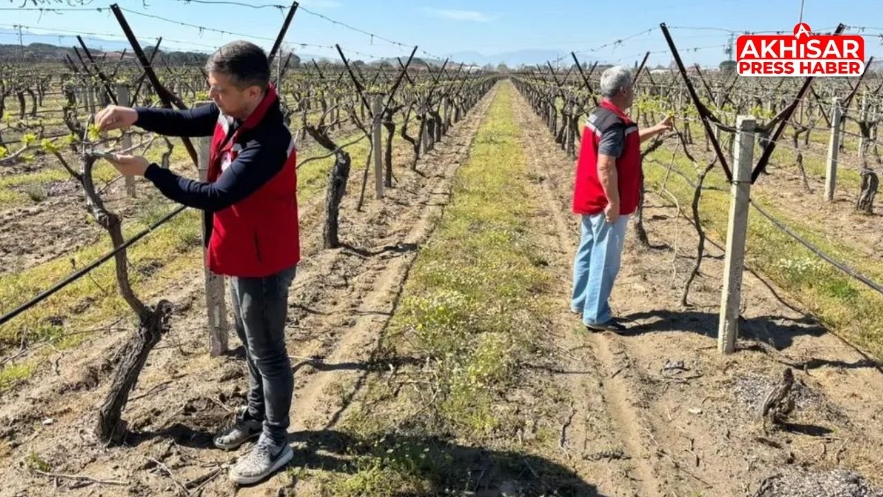 Akhisar’da Tarım Alanlarında Saha Çalışmaları Sürüyor