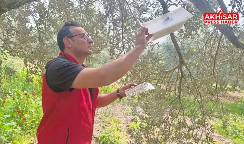 Akhisar’da Zeytin, Badem ve Ceviz Bahçelerinde Hastalık Taraması Yapıldı