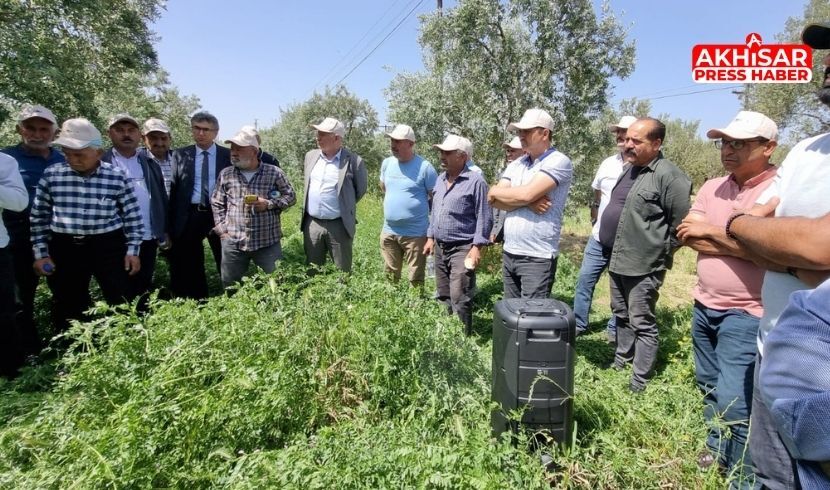 Akhisar’da Zeytinliklerde “Yeşil Gübreleme” Çalışmaları Üreticilere Tanıtıldı