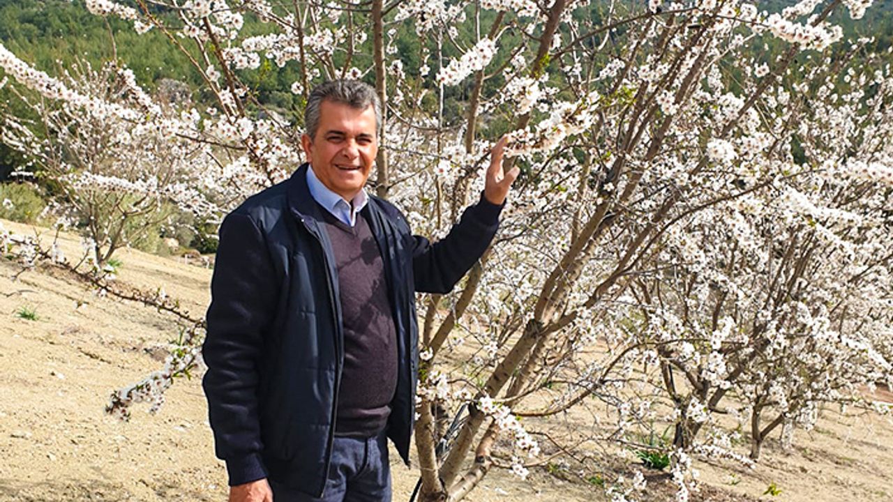 Akhisar'da badem ağaçları çiçek açtı