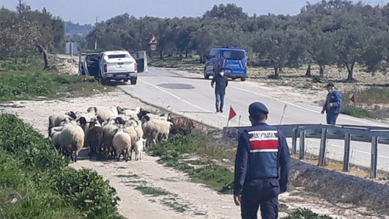Akhisar'da kaybolan koyunları JASAT buldu
