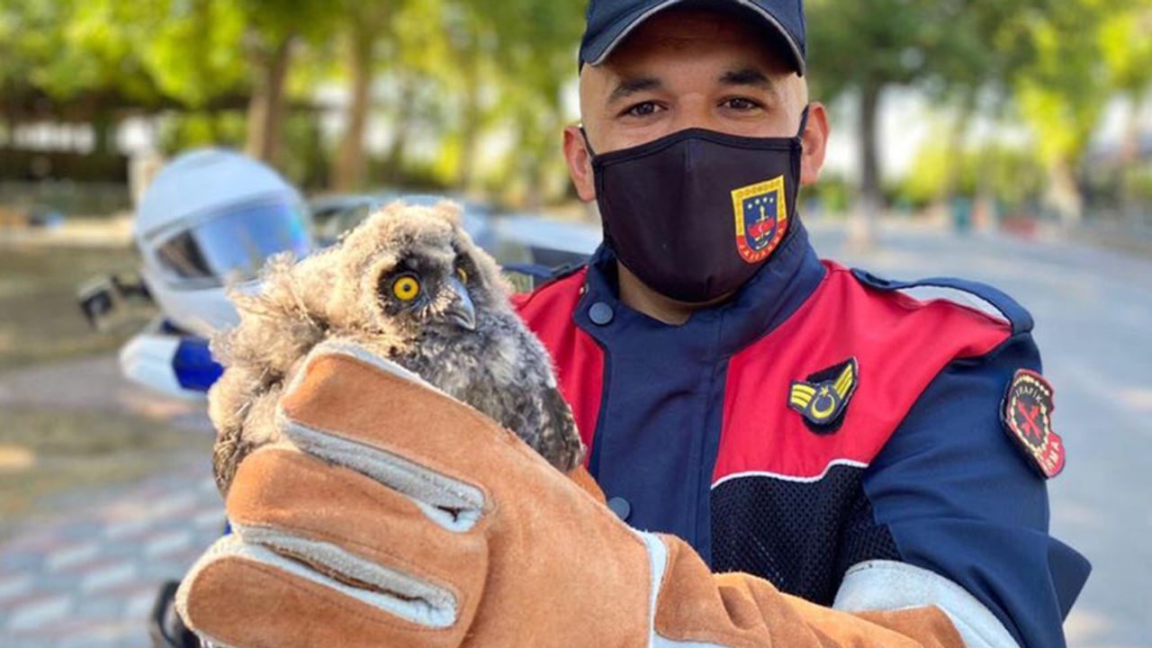 Akhisar Jandarma, yaralı kukumav baykuşu tedavi ettirdi