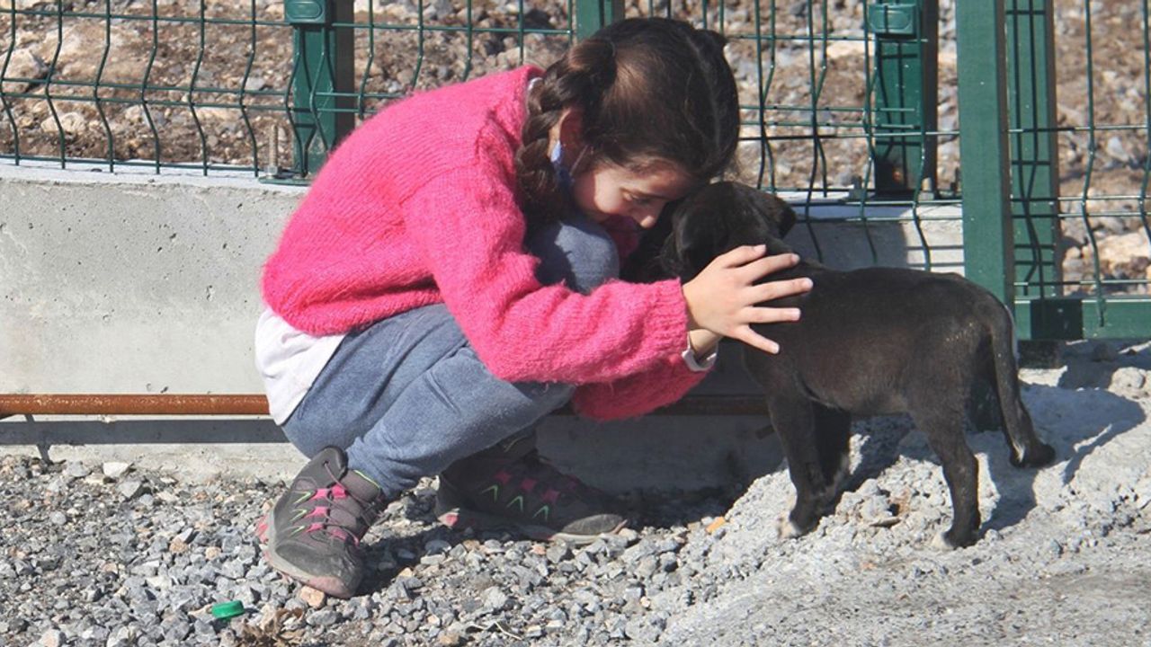 Akhisar Belediyesi, sokak hayvanı sahiplenenlere kulübe hediye edecek