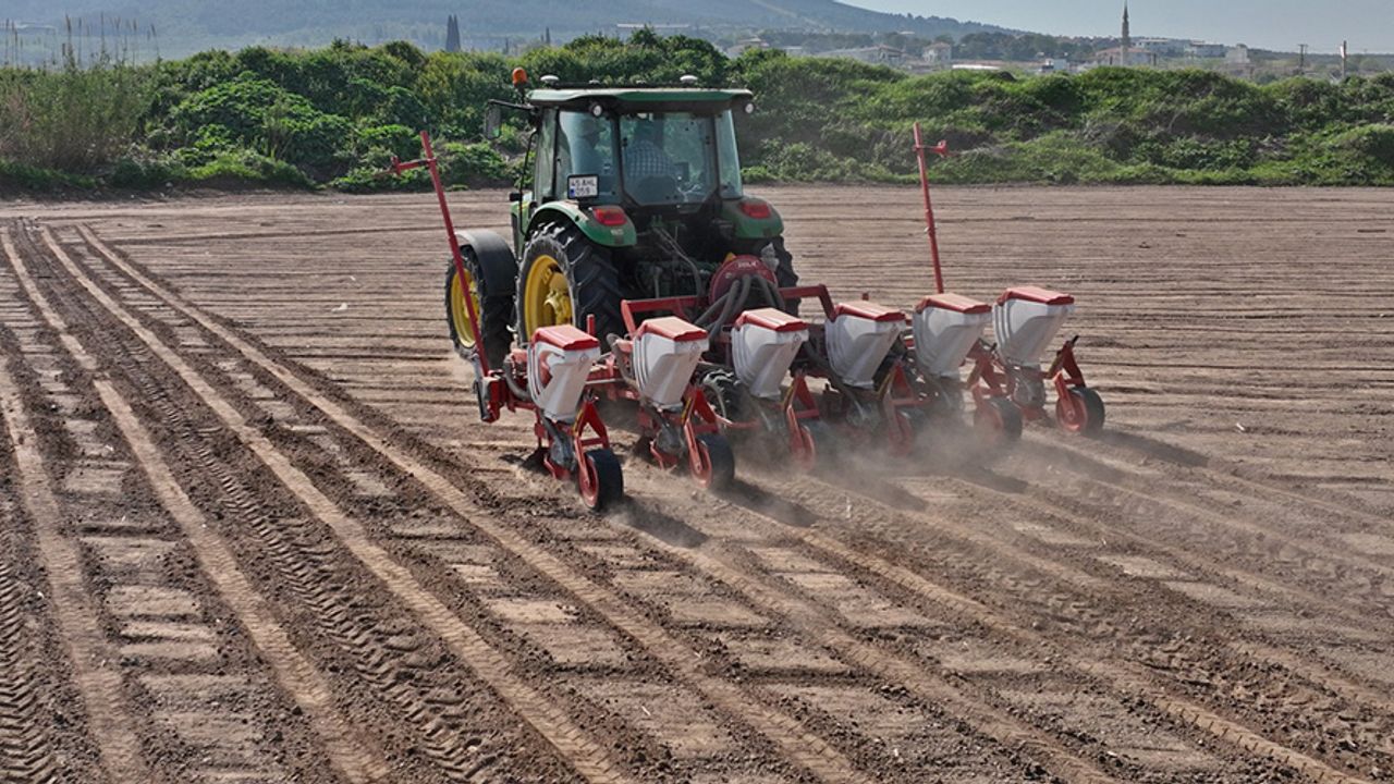 Akhisar Belediyesi bu yıl arazisine pamuk ekiyor