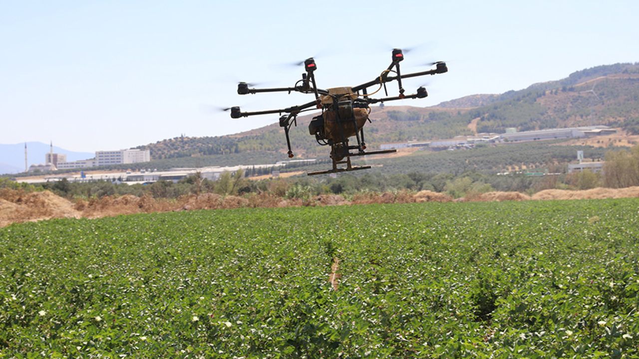 Akhisar Belediyesi’nin tarım arazilerinde bu kez pamuk yetişiyor