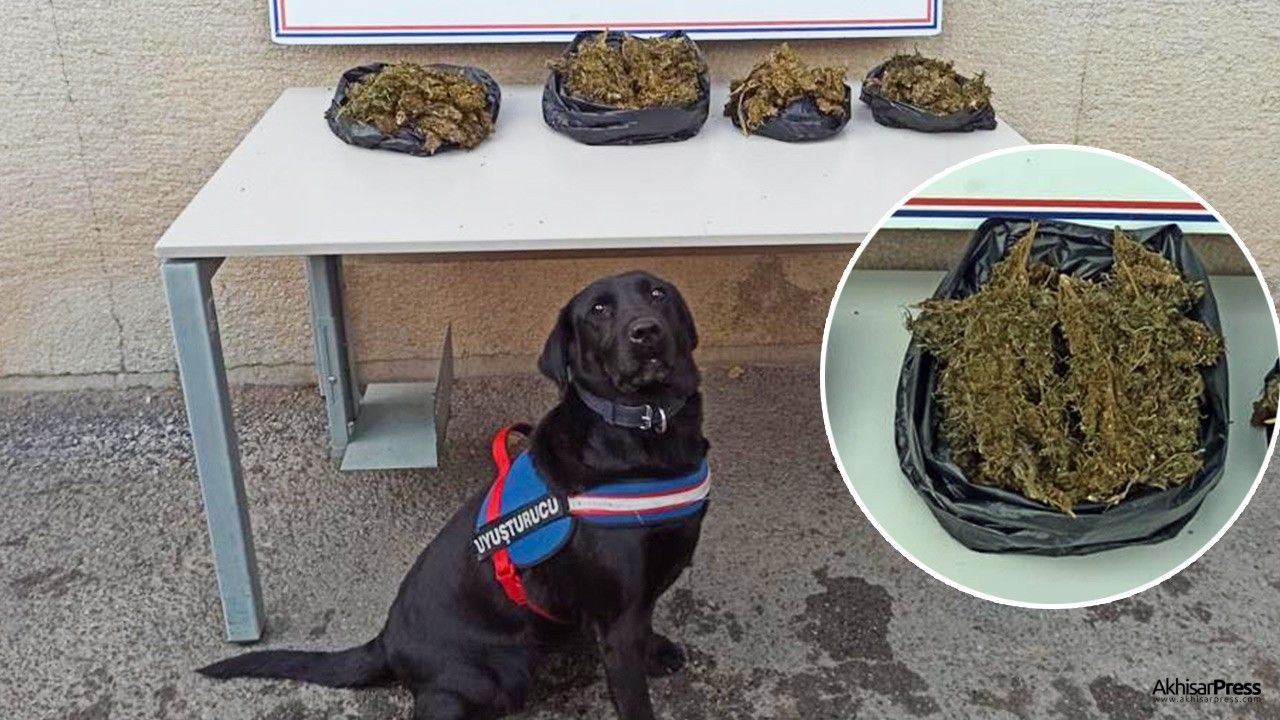 Akhisar'da Jandarma narkotik köpekler iş başında!
