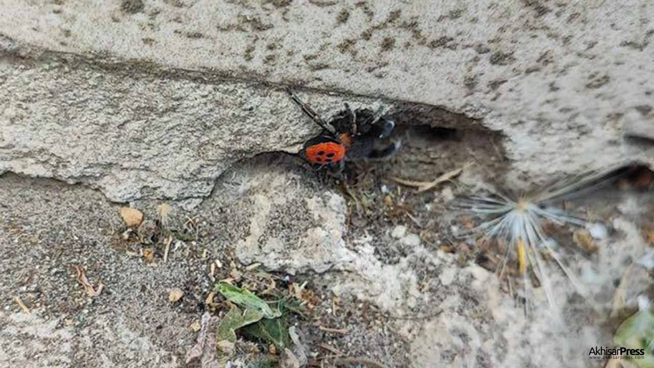 Zehirli uğur böceği örümceği bu kez Akhisar'da görüldü!