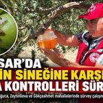 Akhisar’da zeytin sineğine karşı sürvey çalışmaları sürüyor