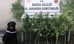 Akhisar'da mısır tarlasında kenevir yetiştiren 1 kişi gözaltına alındı!