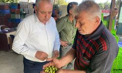 Bakırlıoğlu: Zeytin hasadı sıkıntılı başladı