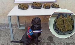 Akhisar'da Jandarma narkotik köpekler iş başında!