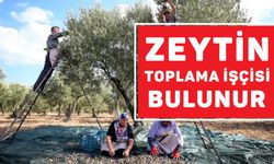 Zeytin toplama işçisi bulunur!