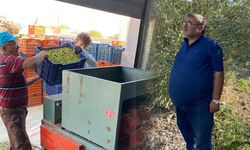 Akhisar'da zeytin hasadı başladı: "Bir bardak çay parasına zeytin alıyorlar"