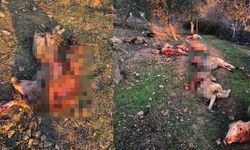 Akhisar'da koyunlara kurtlar saldırdı: 15 koyun telef oldu!