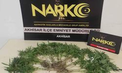 Akhisar'da bir adrese kenevir operasyonu!