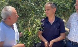 Bu yıl zeytinin başkentinde zeytin yok!