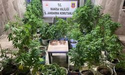 Akhisar'da bir adrese kenevir operasyonu!