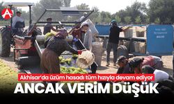 Akhisar'da üzüm hasadı tüm hızıyla devam ediyor