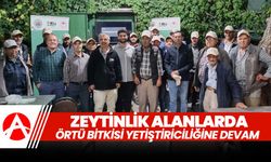 Zeytinlik Alanlarda Örtü Bitkisi Yetiştiriciliği Projesi Akhisar'da Devam Ediyor