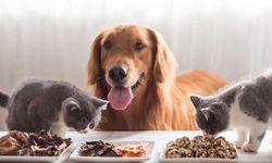 Patirex.com: Kedi ve Köpek Mamalarında Kalitenin Adı!