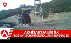 Akhisar'da İlk Kez Boz Ayı Görüntülendi