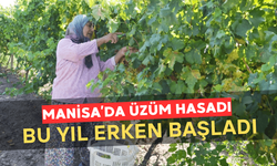 Manisa’da 2025 Yılı Üzüm Hasadı Erken Başladı: İlk Makas Tekeliler’de Vuruldu