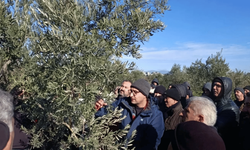 Akhisar’da Zeytin Yetiştiriciliği Kursu Sahada Devam Ediyor