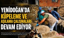 Akhisar'da küpeleme ve aşılama çalışmaları sürüyor