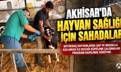 Akhisar’da Büyükbaş Hayvanlarda Aşılama ve Küpeleme Çalışmaları Sürüyor
