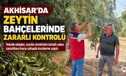 Akhisar’da Zeytin Bahçelerinde Zararlılara Karşı Saha Kontrolü