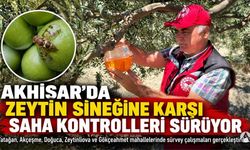 Akhisar’da zeytin sineğine karşı sürvey çalışmaları sürüyor