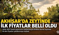 Akhisar’da zeytin piyasasında ilk fiyatlar belli oldu