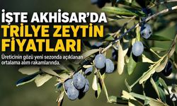 İşte Akhisar’da Trilye Zeytin Fiyatları! Üreticinin Gözü Bu Rakamlarda