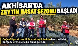 Akhisar’da Zeytin Hasat Sezonu Başladı