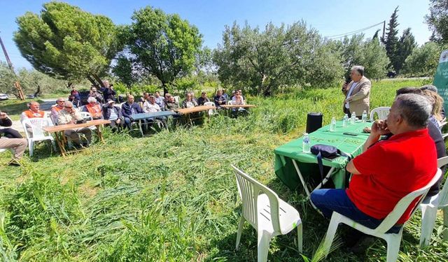 TEMA Vakfı, Zeytinliklerde yeşil gübreleme projesi devam ediyor