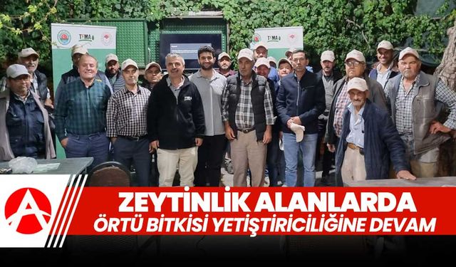 Zeytinlik Alanlarda Örtü Bitkisi Yetiştiriciliği Projesi Akhisar'da Devam Ediyor