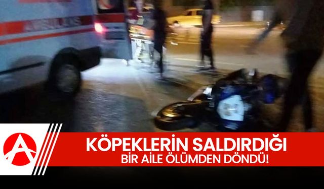 Akhisar’da Anne ve Çocuğu Başıboş Köpeklerin Saldırısına Uğradı