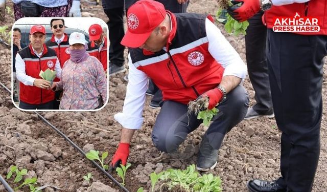 Kaymakam Mustafa Can Tarlaya İndi, Çiftçilerle Birlikte Tütün Dikti