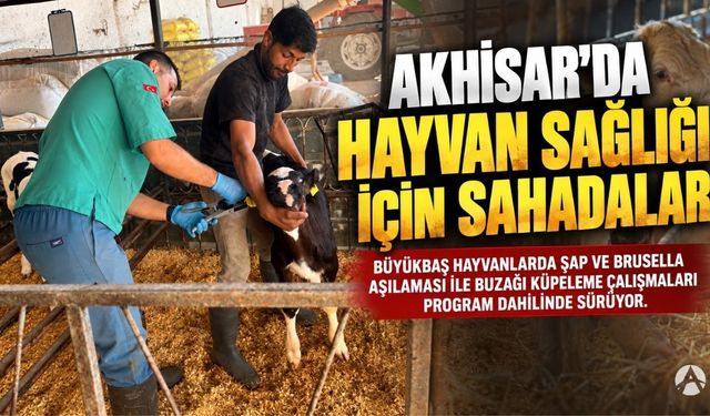 Akhisar’da Büyükbaş Hayvanlarda Aşılama ve Küpeleme Çalışmaları Sürüyor