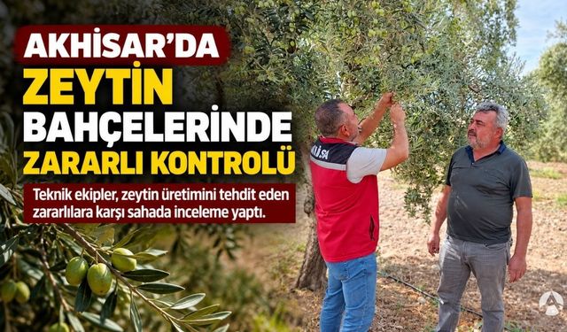 Akhisar’da Zeytin Bahçelerinde Zararlılara Karşı Saha Kontrolü