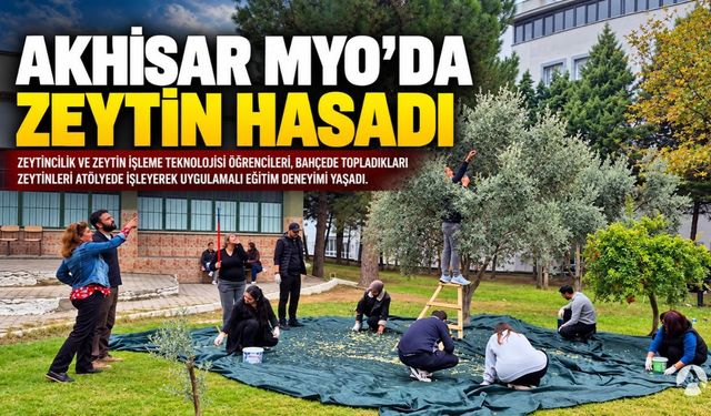 Akhisar MYO Öğrencileri Zeytin Hasadı Yaptı