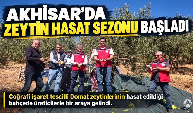 Akhisar’da Zeytin Hasat Sezonu Başladı