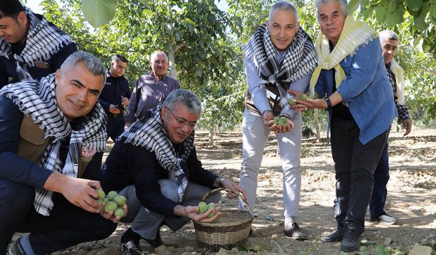 Akhisar'da ceviz hasadı başladı