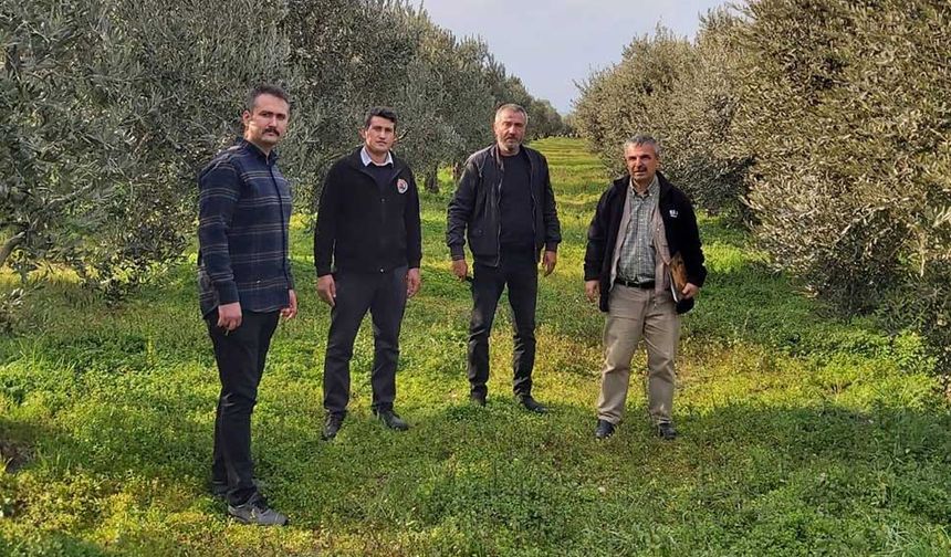 TEMA Vakfı, Akhisar'da Zeytin Tarımında Yeşil Gübreleme Uygulamalarını Yaygınlaştırıyor