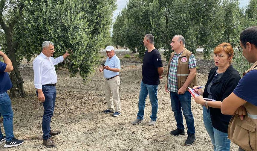 Zeytin Rekolte Tespit Komisyonu Akhisar’da Toplandı