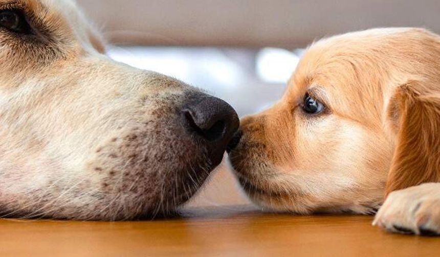 Yavru Köpeklerin Gelişim Süreci Ve İpuçları