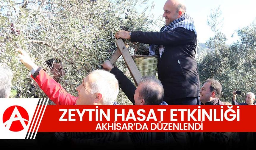 Akhisar'da zeytin hasat etkinliği düzenledi