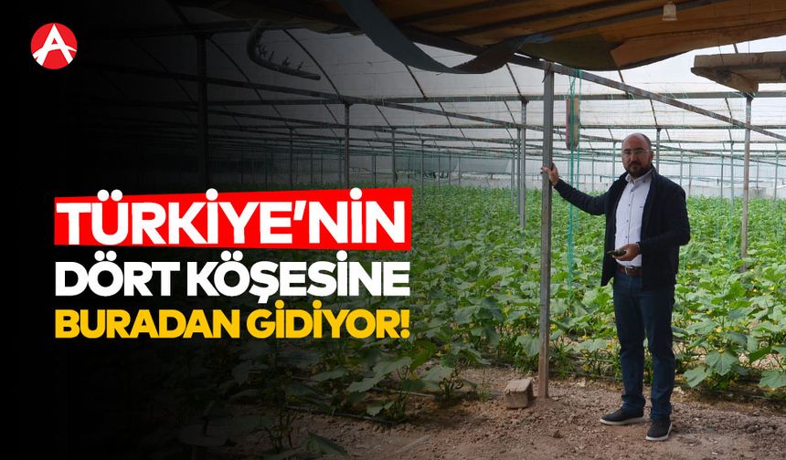 Akhisar’ın Çamönü Mahallesi’nden Salatalık Başarısı