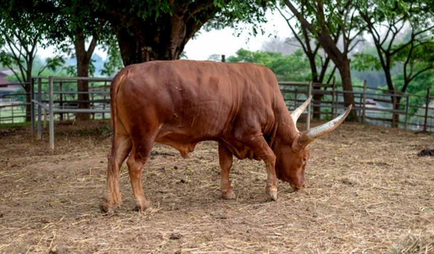 Afrika Kurban Bağışı ile İyilikte Buluşalım