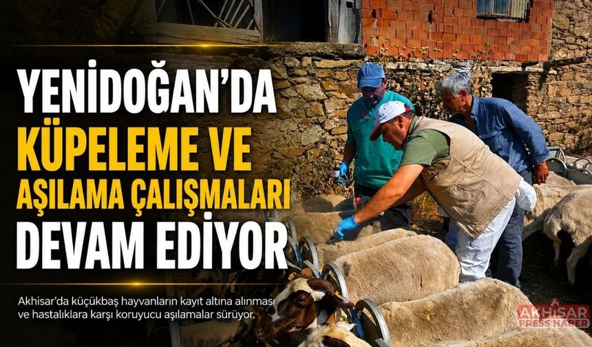 Akhisar'da küpeleme ve aşılama çalışmaları sürüyor